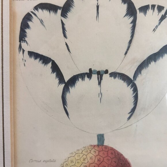 Vintage Botanical Print Framed Art | J & J Parkin Print | Antique Floral Art - Picture 2 of 5